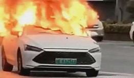 爆料海豚自燃视频播放在线观看,网络爆红视频揭秘自然奇观